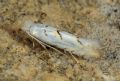 Phyllonorycter abrasella